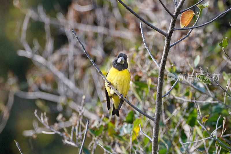 大喙鸟:成年雄性斑翼大喙鸟(Mycerobas melanozanthos)。